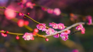 梅花易数解卦方法口诀(梅花易数的占卜心法)