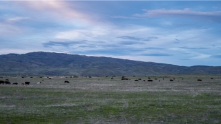 86年女生属虎是什么命(1986年属虎人)