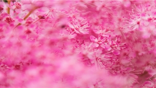 阿启算命网免费版(阿启算命网免费算命大全前世今生)