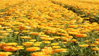 妈妈梦见自己女儿死了是什么意思(梦里面出现自己的妈妈)_重复