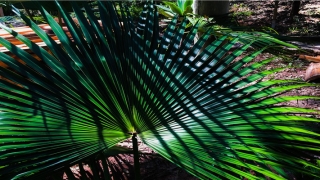 耳朵天生有缺角代表什么(北京“冷知识”)