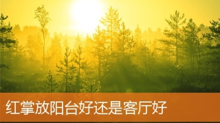 红掌放阳台好还是客厅好(红掌放阳台好还是客厅好)