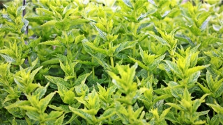 经常梦到自己会飞是怎么回事(梦到人会飞)