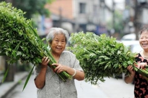 艾草风水禁忌(端午节悬挂艾草讲究多)
