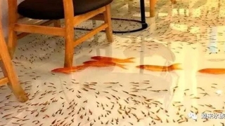 八字忌水的人能不能养鱼(懂了养鱼风水知识)