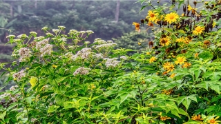 解梦自查免费(睡觉多梦的原因及解决方法)