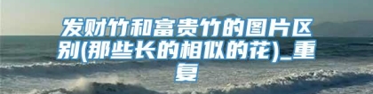 发财竹和富贵竹的图片区别(那些长的相似的花)_重复