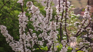 86年属虎女婚配情况(86年生肖虎的事业婚姻运程)