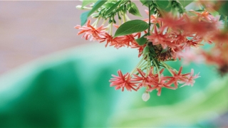 白蜡金命女是什么意思(2019年的龙看看你们自己都几岁了对号入座)