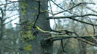 成年改名字申请书范文(改名字申请变更的依据材料怎么写)
