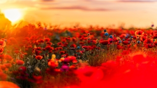 八宅风水是骗人的吗？(什么是东四宅)