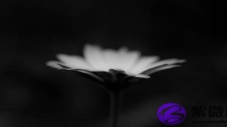 白蜡金命是什么意思 白蜡金命运如何