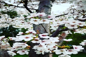 给我搜周公解梦(周公解梦会飞)