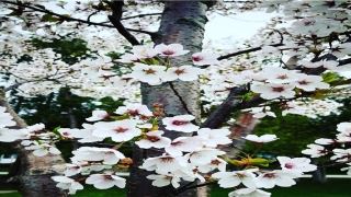 给我搜周公解梦(周公解梦会飞)