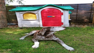 4岁属什么生肖(属兔什么生肖)_重复