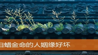 白蜡金命的人姻缘好坏(白蜡金是什么命)