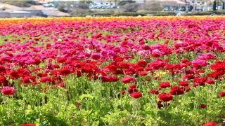梦到老房子倒塌是什么意思(做梦梦到家里老房子)