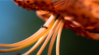 别人梦到我生女孩准吗(梦到别人生女孩是什么意思)_重复