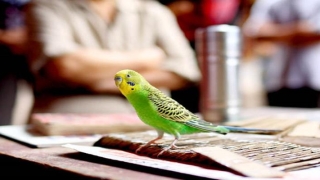 百灵鸟算卦是真的吗(揭秘算命心理学)