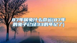 87年属兔什么命运(87年的兔子已经33的年纪了)