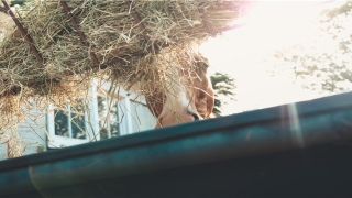 带晓字俊美女孩名(俊晓名字的含义)