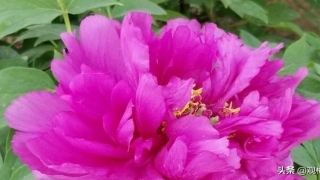 梅花易数诗词歌赋(“造化从来不负人)