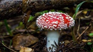 金木水火土五行相生相克图(中国画线描阴阳五行说)