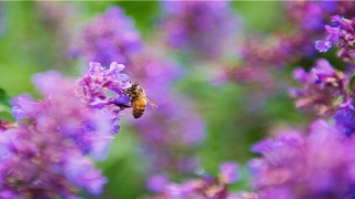 85年属牛的婚姻(85年出生的属牛人)