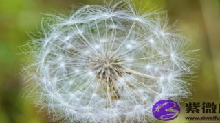 八字纯阳纯阴华盖(八字纯阳纯阴好不好)