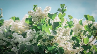 翠字起名配什么字好(翠字拼音怎么读音)