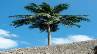 66年属马的男人婚姻怎么样(苦命马”“富贵马”)_重复