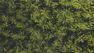 看手相生命线怎么看(史上最准的生命线图解析)