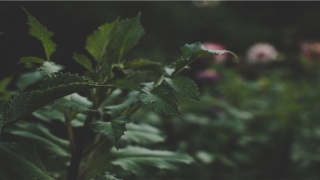 87年属兔的婚姻配对(87年的男兔最佳婚配会是什么生肖的女性)