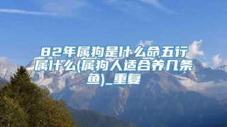82年属狗是什么命五行属什么(属狗人适合养几条鱼)_重复