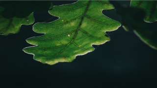 被追杀的梦 周公解梦(梦里被追杀 周公解梦)