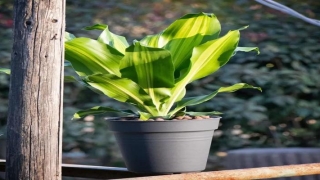 巴西铁的风水禁忌(成功繁殖栽种巴西铁)