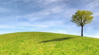 白腊金命是什么意思(白腊金龙命)