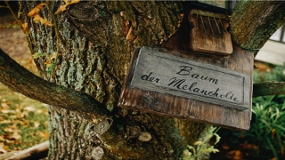 结婚十年苏青免费阅读(女人的梦也应该醒了)