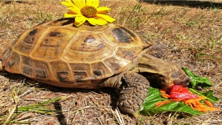 32岁属兔最最配(今年32岁五行属什么)_重复