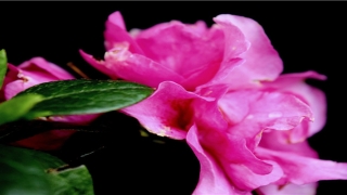 面相山根看婚姻运势怎么样(山根宽的女人有福气吗)