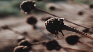 脖子上痣相图解大全(女人的克夫相)