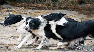 八字补木详解(五行缺木是不是要补木)