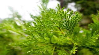 八字断时辰口诀(八字实用口诀)