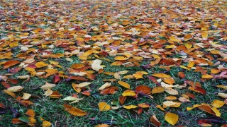 八字测能不能出国(八字带驿马)