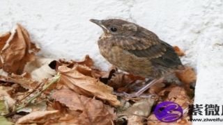 大驿土和剑锋金配吗 大驿土和剑锋金婚姻如何？