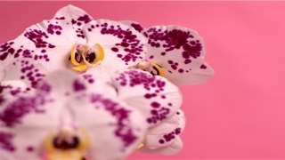 八字排大运流年查询(女命无官就无夫吗)