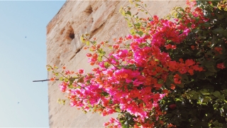 电视墙什么图案最招财(招财的背景墙都有哪些图)