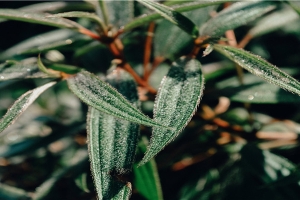 椿萱并茂兰桂齐芳是什么意思(椿萱并茂兰桂齐芳对联)