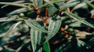 椿萱并茂兰桂齐芳是什么意思(椿萱并茂兰桂齐芳对联)