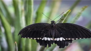 带木字旁的名字女孩(木字旁最吉利的字女孩)